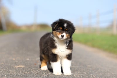 Les chiots de Berger Australien