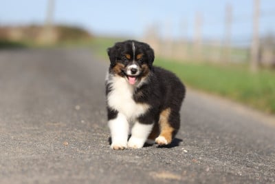 Les chiots de Berger Australien