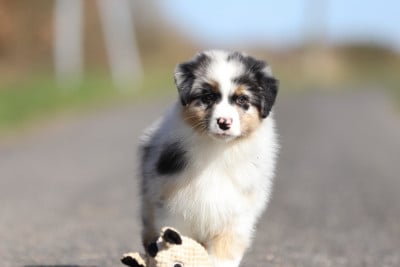 Les chiots de Berger Australien