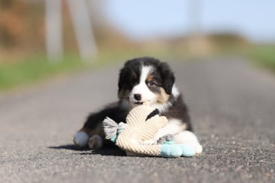 Les chiots de Berger Australien