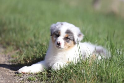 Les chiots de Berger Australien