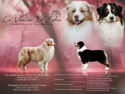 Les chiots de Berger Australien