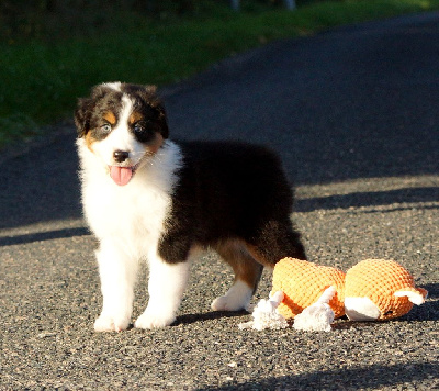 Les chiots de Berger Australien