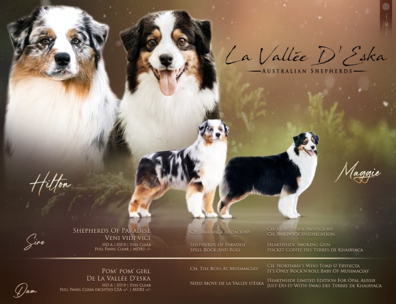 Berger Australien - De La Vallée D'eska