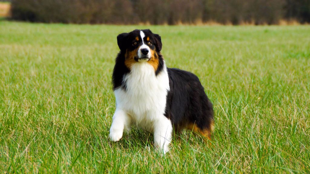 Accueil Elevage De La Vallée Deska Eleveur De Chiens