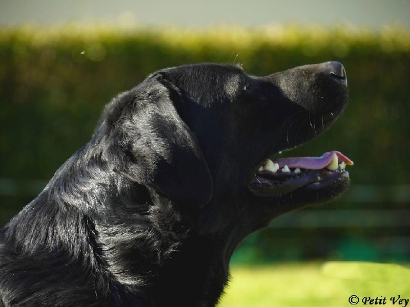 Publication : Du Petit Vey Auteur : Gaelle Pasco