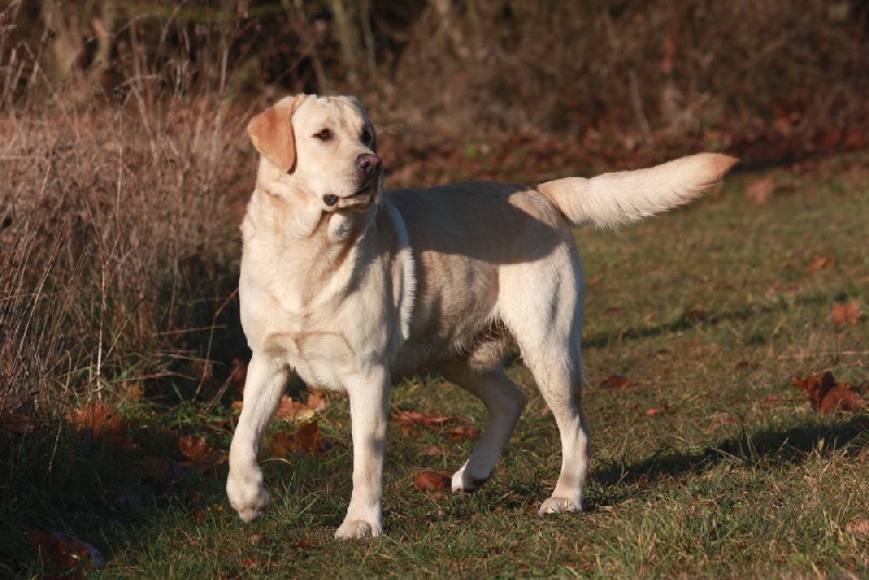 Auteur : Mr Goukassow