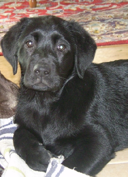 Publication : Du Petit Vey Auteur : Gaelle Pasco