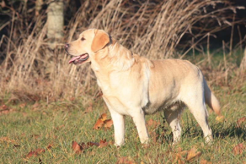 Auteur : Mr Goukassow