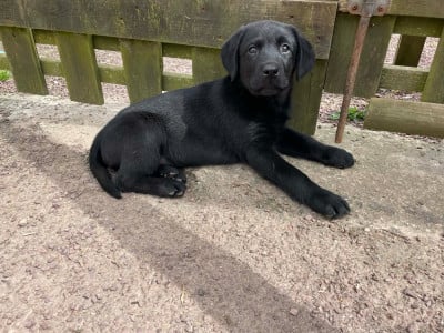 Les chiots de Labrador Retriever