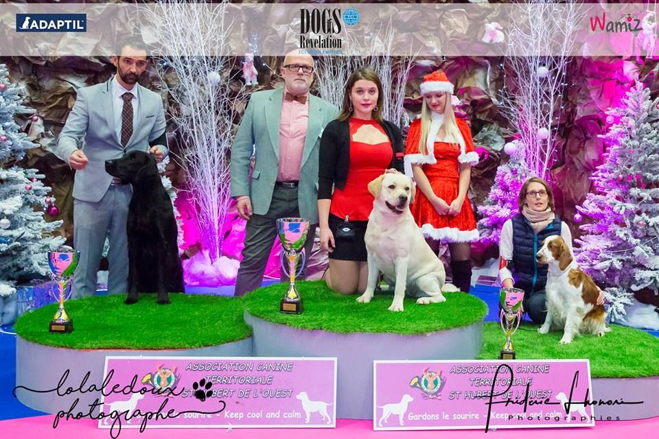 CH. Mélusine the fairy Du Petit Vey - CACS Meilleur de race BOG