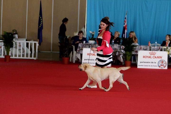 CH. Mélusine the fairy Du Petit Vey - CACS RCACIB