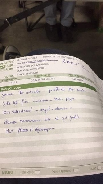 CH. Mélusine the fairy Du Petit Vey - Très Prometteur - Meilleur Puppy