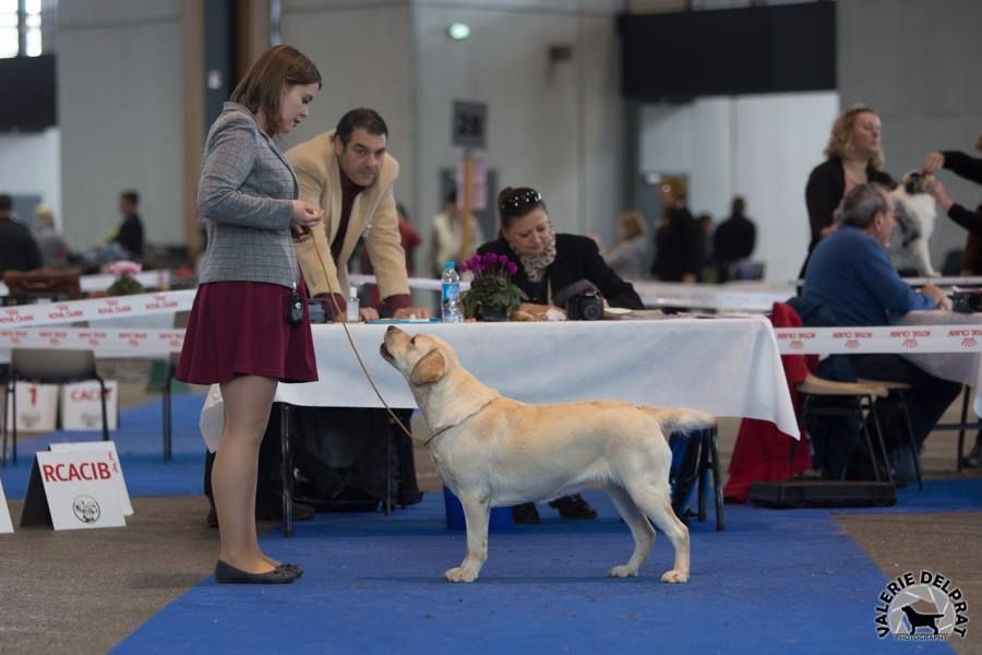 CH. Mélusine the fairy Du Petit Vey - CACS CACIB BOS