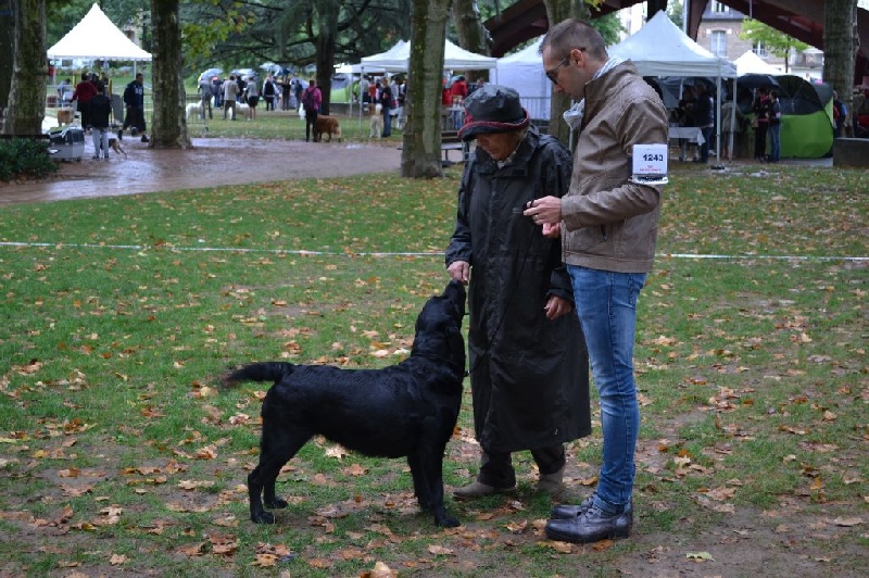 Funky music du Castel du Tremblay - CACS CACIB