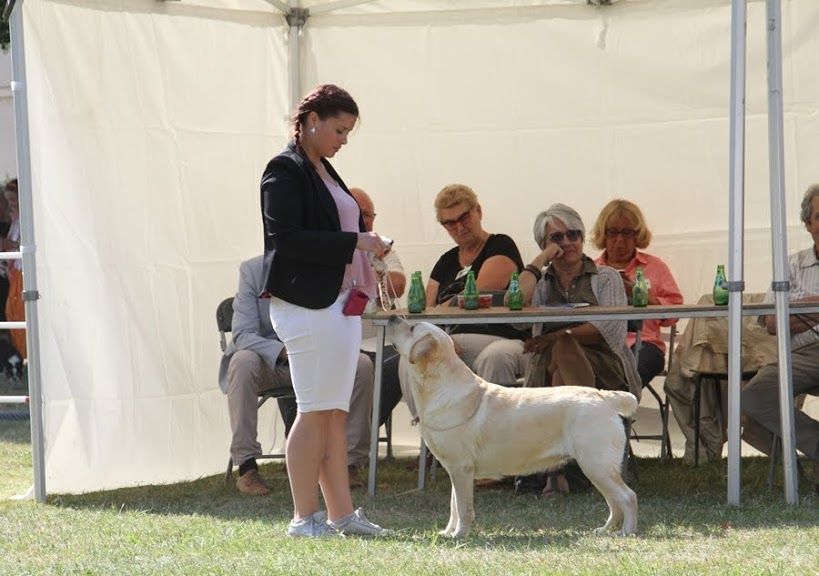 CH. Mélusine the fairy Du Petit Vey - CACS Meilleur de Race 1ère excellent classe ouverte