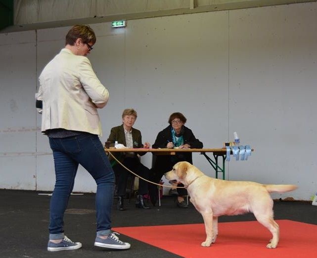 CH. Mélusine the fairy Du Petit Vey - 1ère Très Prometteur classe Puppy - Meilleur Puppy