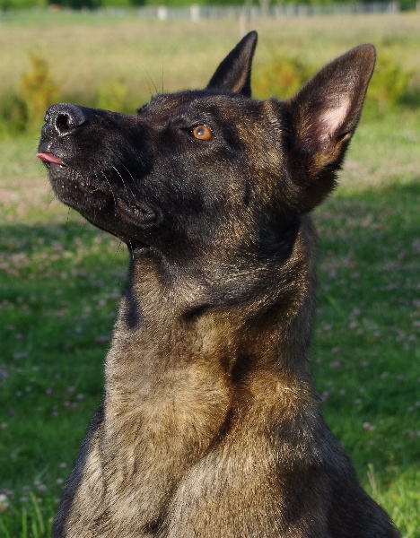 Publication : Des Plaines De Garonne Auteur : Tilla