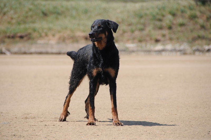 Publication : De Trappist