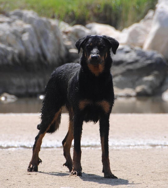 Publication : De Trappist