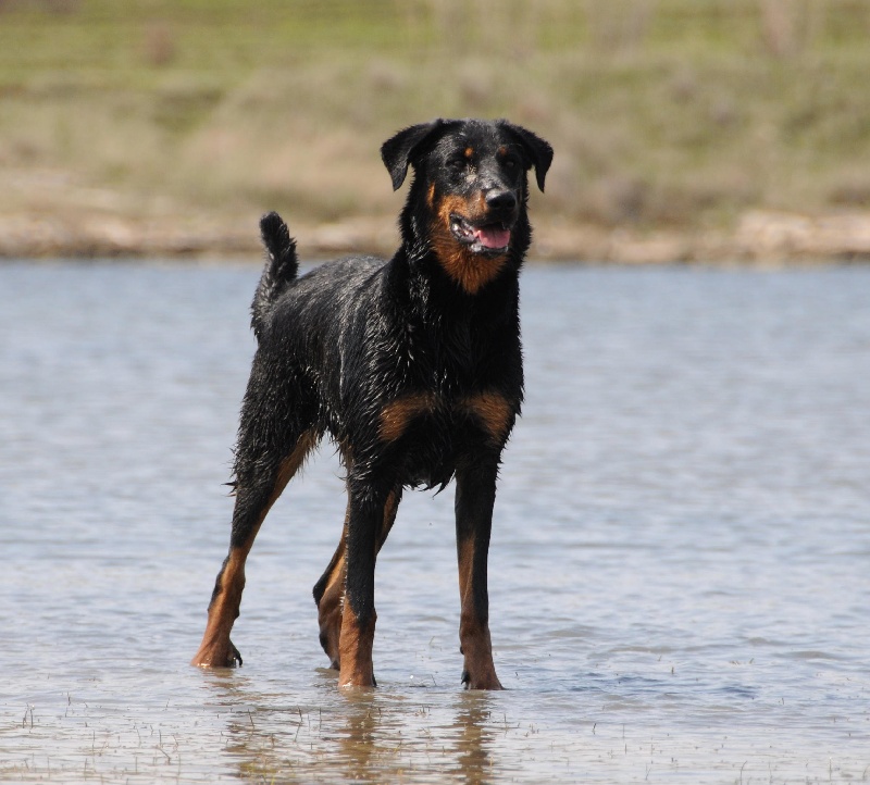 Publication : De Trappist