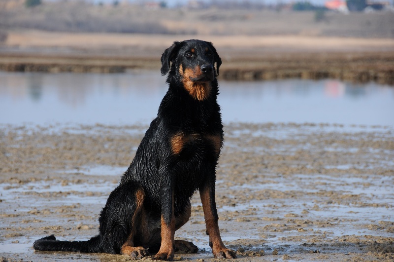 Publication : De Trappist