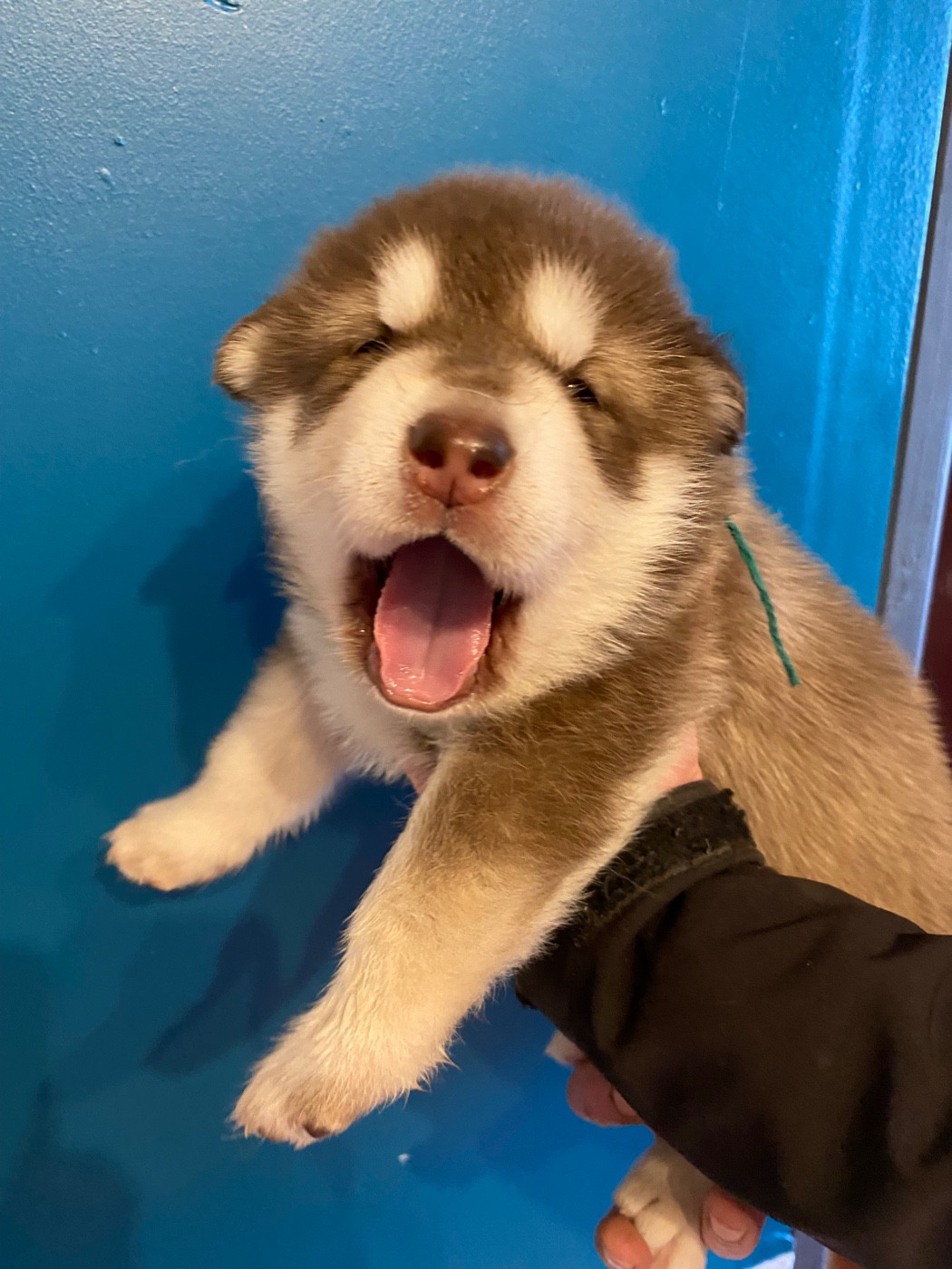 Alaskan Malamute - Nashoba Spirit's