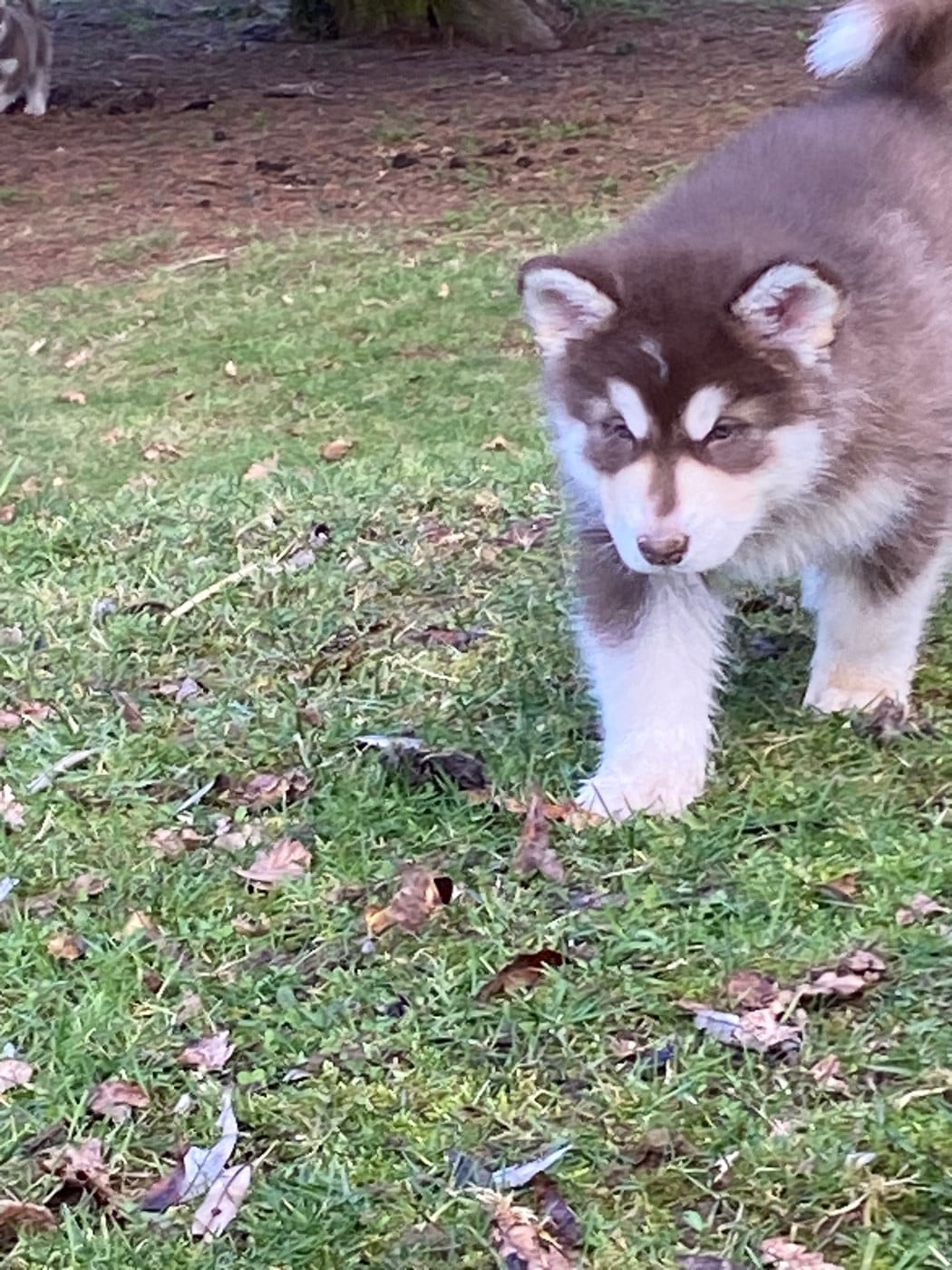 femelle chocolat collier rouge