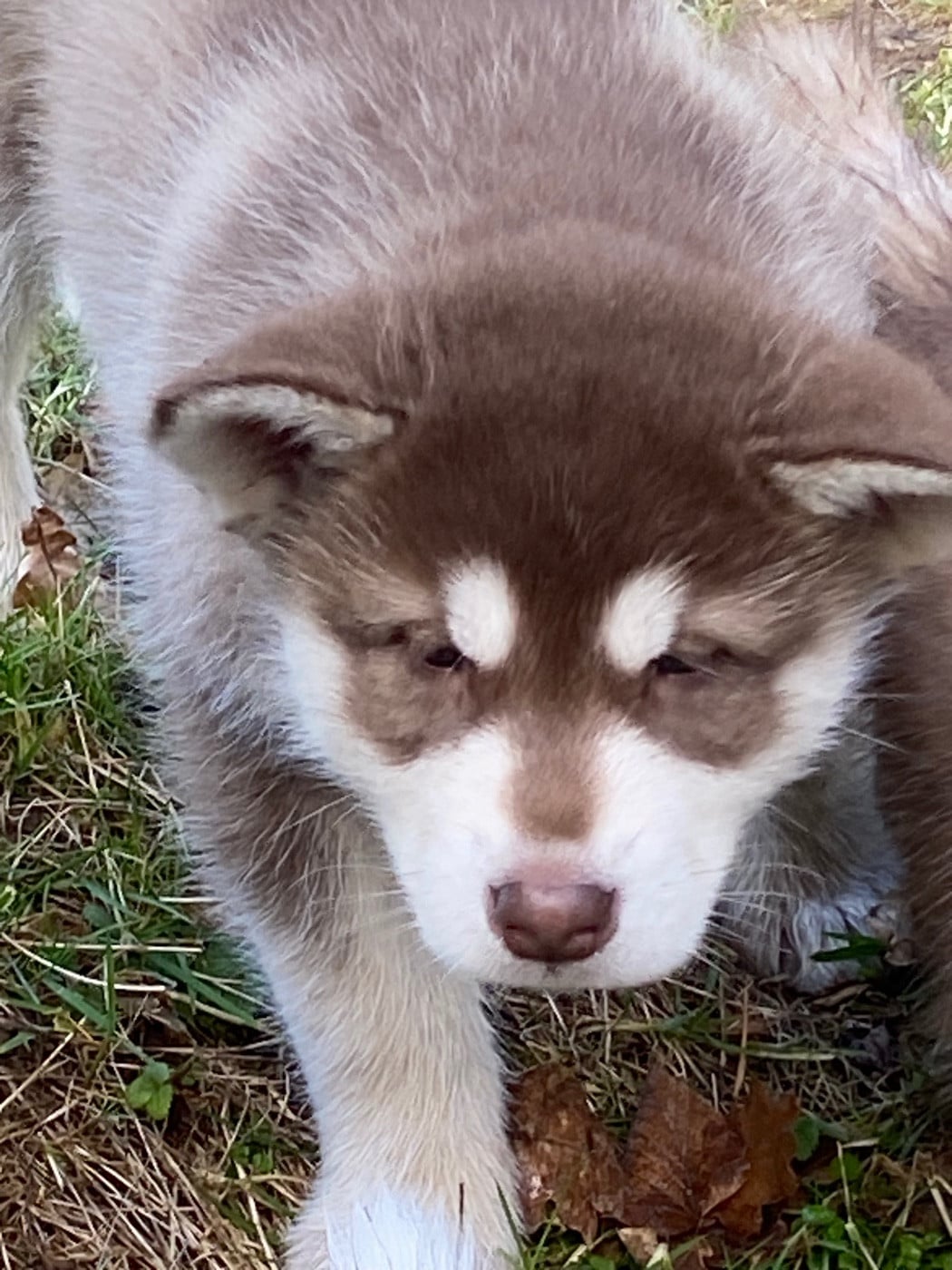 FEMELLE MARRON SANS COLLIER