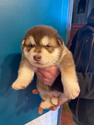 Alaskan Malamute