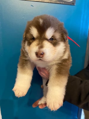 femelle chocolat collier rouge - Alaskan Malamute