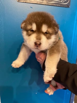 femelle marron collier vert - Alaskan Malamute