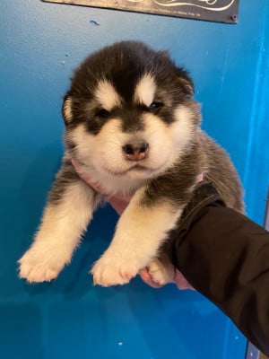 male noir - Alaskan Malamute