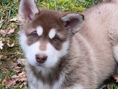 Les chiots de Alaskan Malamute