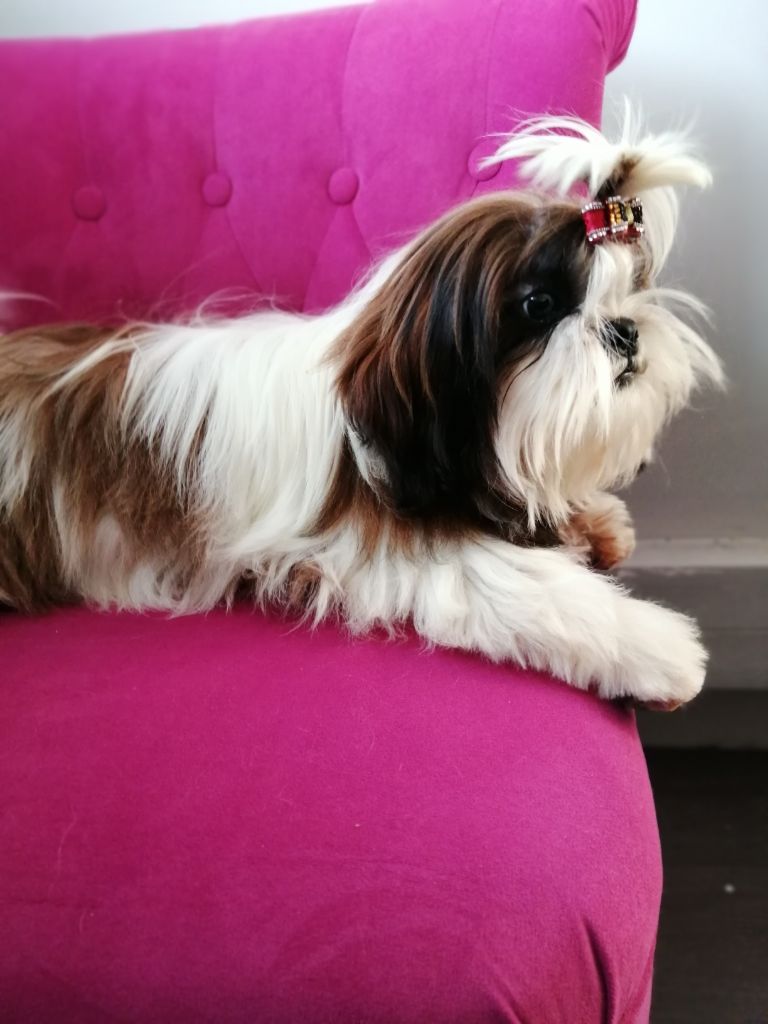 Publication : Du Royaume De Sacrés