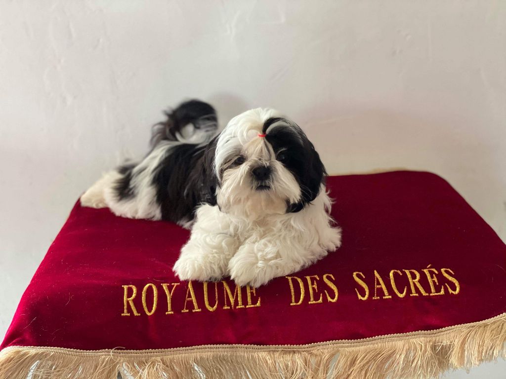 Publication : Du Royaume De Sacrés