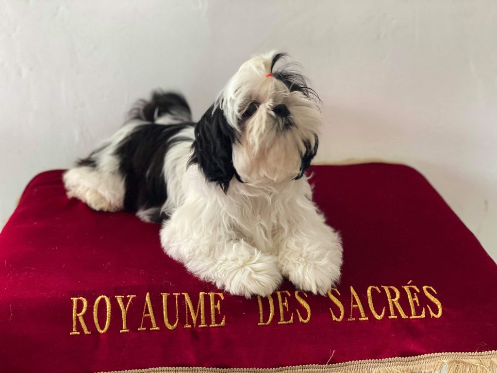 Publication : Du Royaume De Sacrés