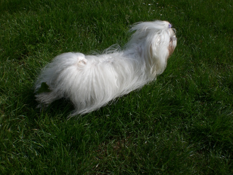 Publication : Du Royaume De Sacrés