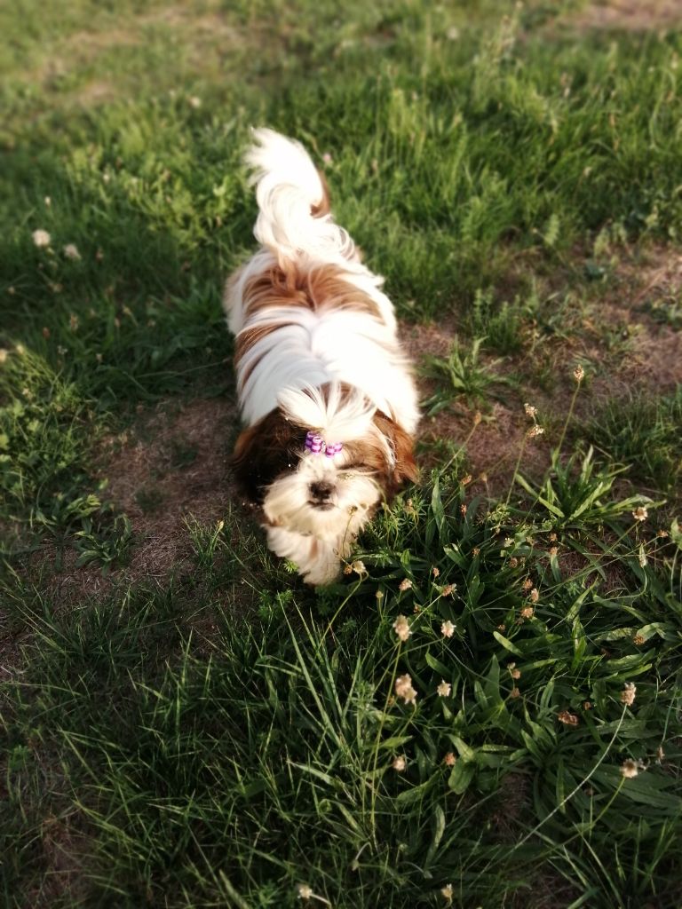 Publication : Du Royaume De Sacrés