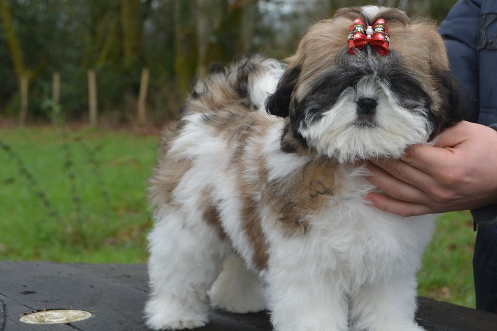 Publication : Du Royaume De Sacrés