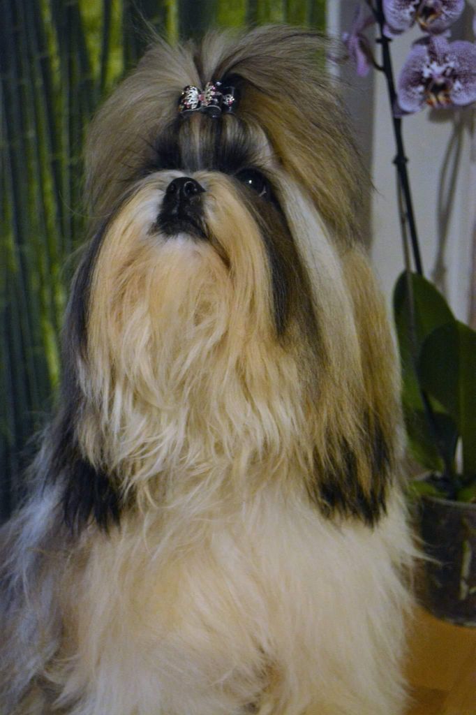 Publication : Du Royaume De Sacrés