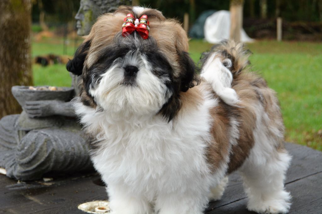 Publication : Du Royaume De Sacrés