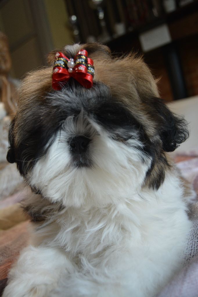 Publication : Du Royaume De Sacrés