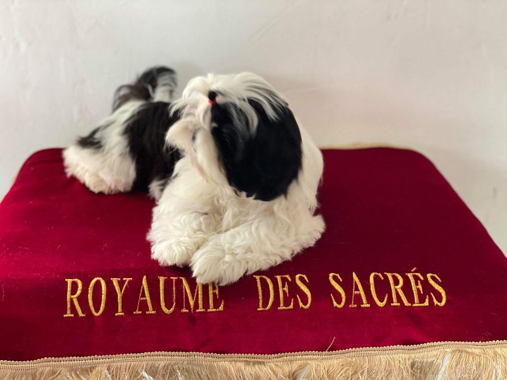 Publication : Du Royaume De Sacrés