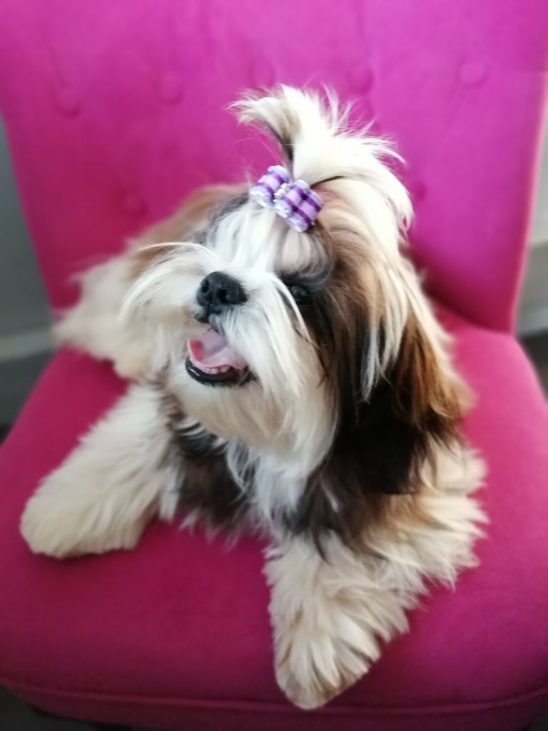 Publication : Du Royaume De Sacrés