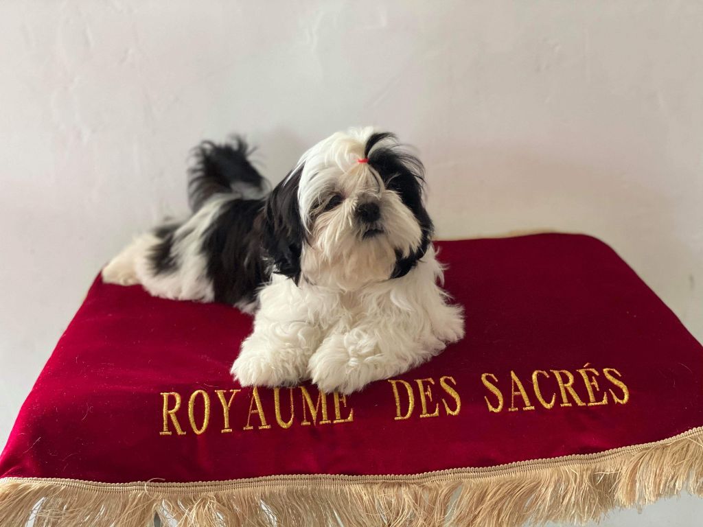 Publication : Du Royaume De Sacrés