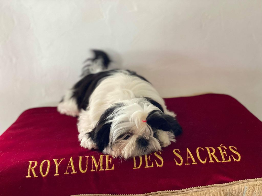 Publication : Du Royaume De Sacrés