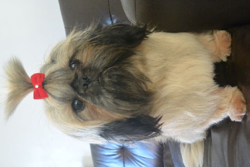 Publication : Du Royaume De Sacrés