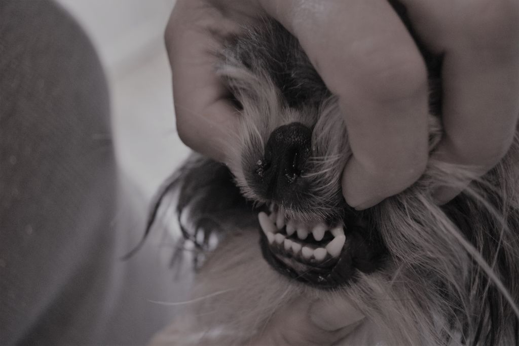 Publication : Du Royaume De Sacrés