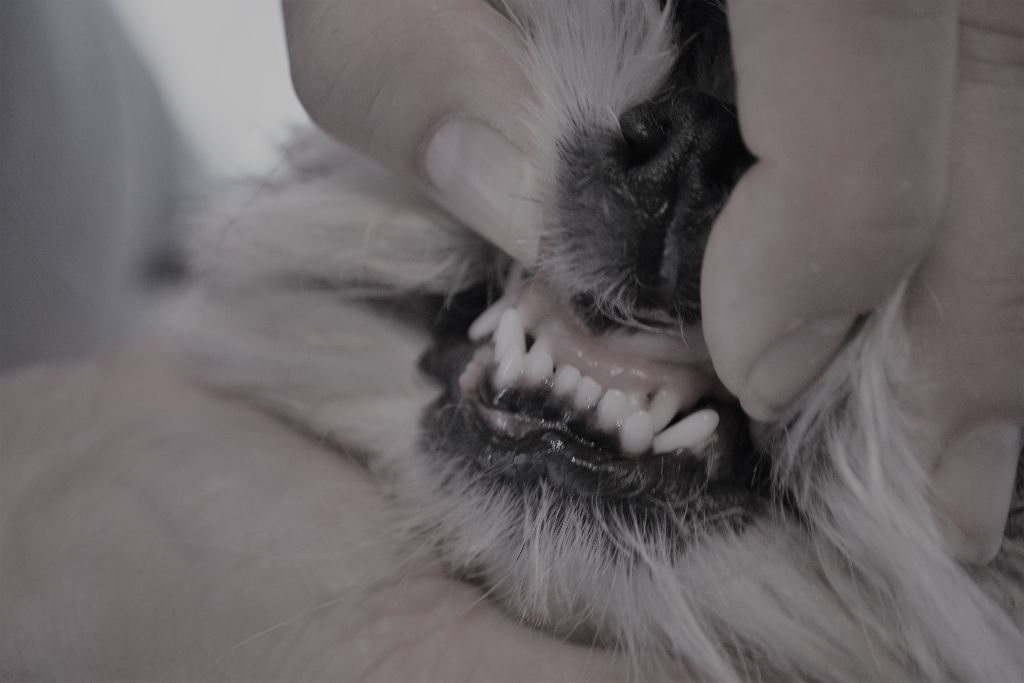 Publication : Du Royaume De Sacrés